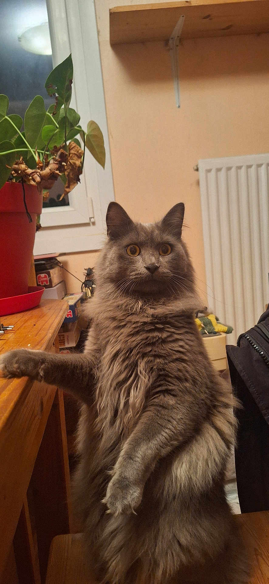 Yokai a rejoint le concours — aidez-le/la à gagner de superbes lots ! cat, gray_cat, fluffy_cat, indoor, wooden_table, potted_plant, window, radiator, curious_eyes, sitting, chair, fur, pet, animal, domestic_cat, whiskers, paw, feline, houseplant, cozy