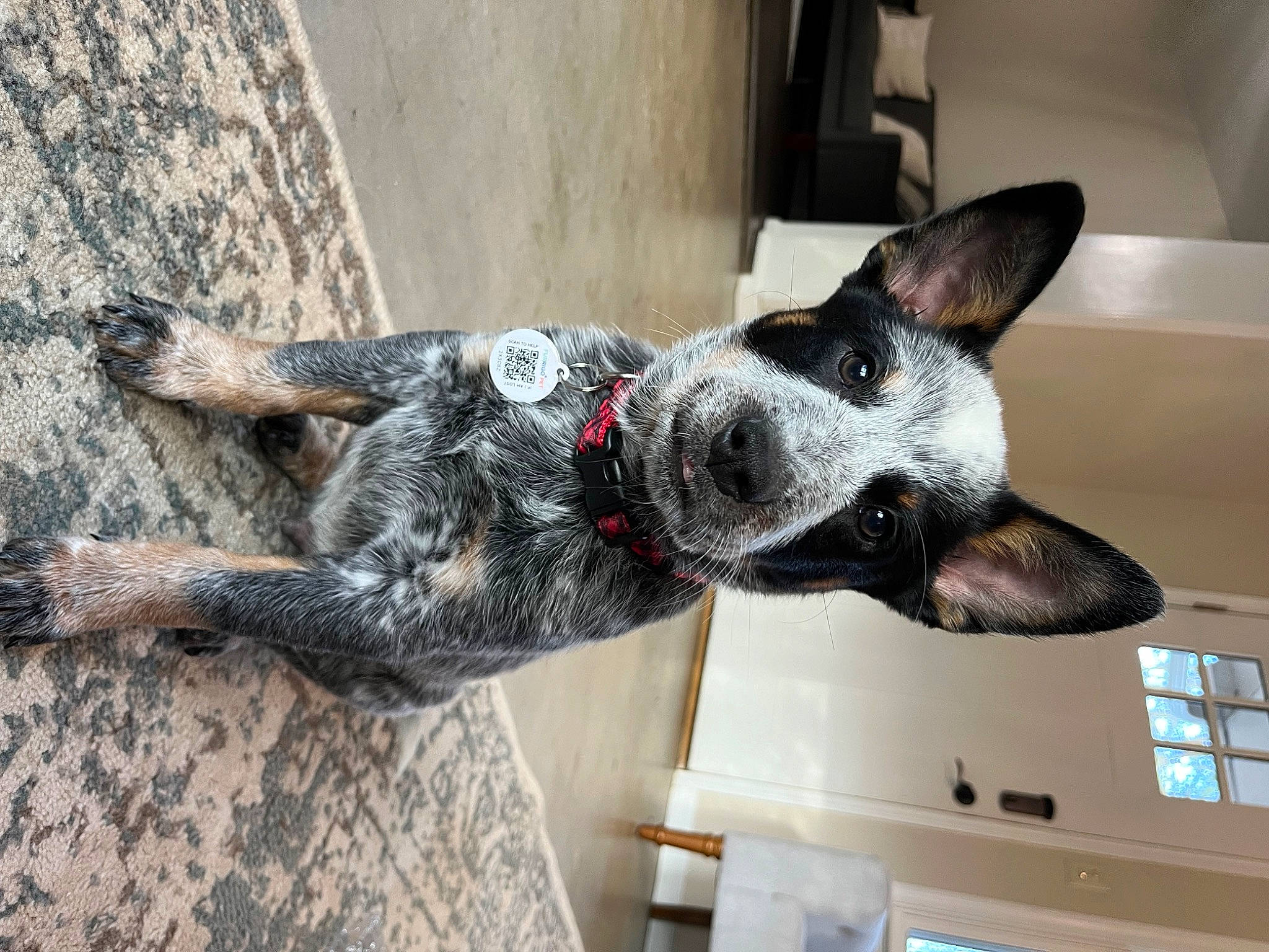 Titan is registered to the contest to win money with this photo: canidae, carmine, carnivore, collar, companion_dog, dog, dog_breed, dog_collar, dog_supply, fur, guard_dog, koolie, non_sporting_group, tail, texas_heeler, whiskers, window, wood, working_animal, working_dog