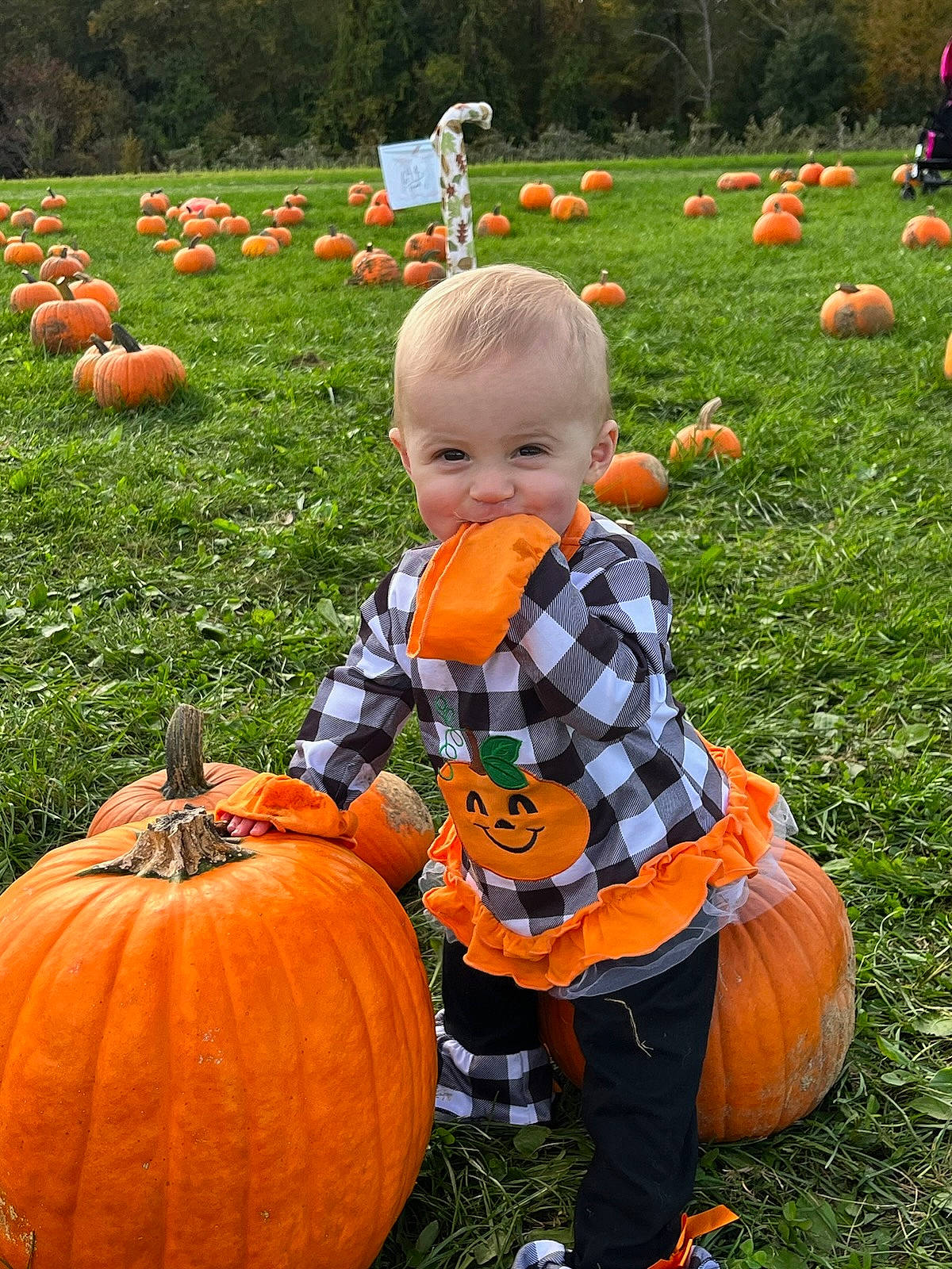 Aurora-jean joined the competition — help win amazing prizes! botany, calabaza, cucurbita, gourd, grass, green, leaf, local_food, natural_foods, nature, orange, people, people_in_nature, person, photograph, plant, pumpkin, squash, vegetable, whole_food