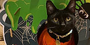 Thimble is registered to the contest to win money with this photo: animal, black_cat, cardboard_cutout, cat, collar, costume, cute, decor, face, feline, flames, green_slime, halloween, indoor, orange_clothing, pet, playful, portrait, spider_web, tag