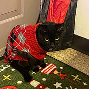 Thimble joined the competition — help win amazing prizes! cat, black_cat, sweater, argyle_pattern, indoor, holiday_rug, door, floor, tile_floor, wall, pet, animal, festive, christmas, red, gray, yellow_eyes, sitting, looking, knitwear