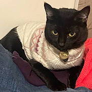 Nala joined the competition — help win amazing prizes! black_cat, cat, pet, animal, feline, sweater, knitted, yellow_eyes, indoor, resting, cozy, fabric, textile, closeup, cute, domestic_animal, portrait, fur, collar, relaxed