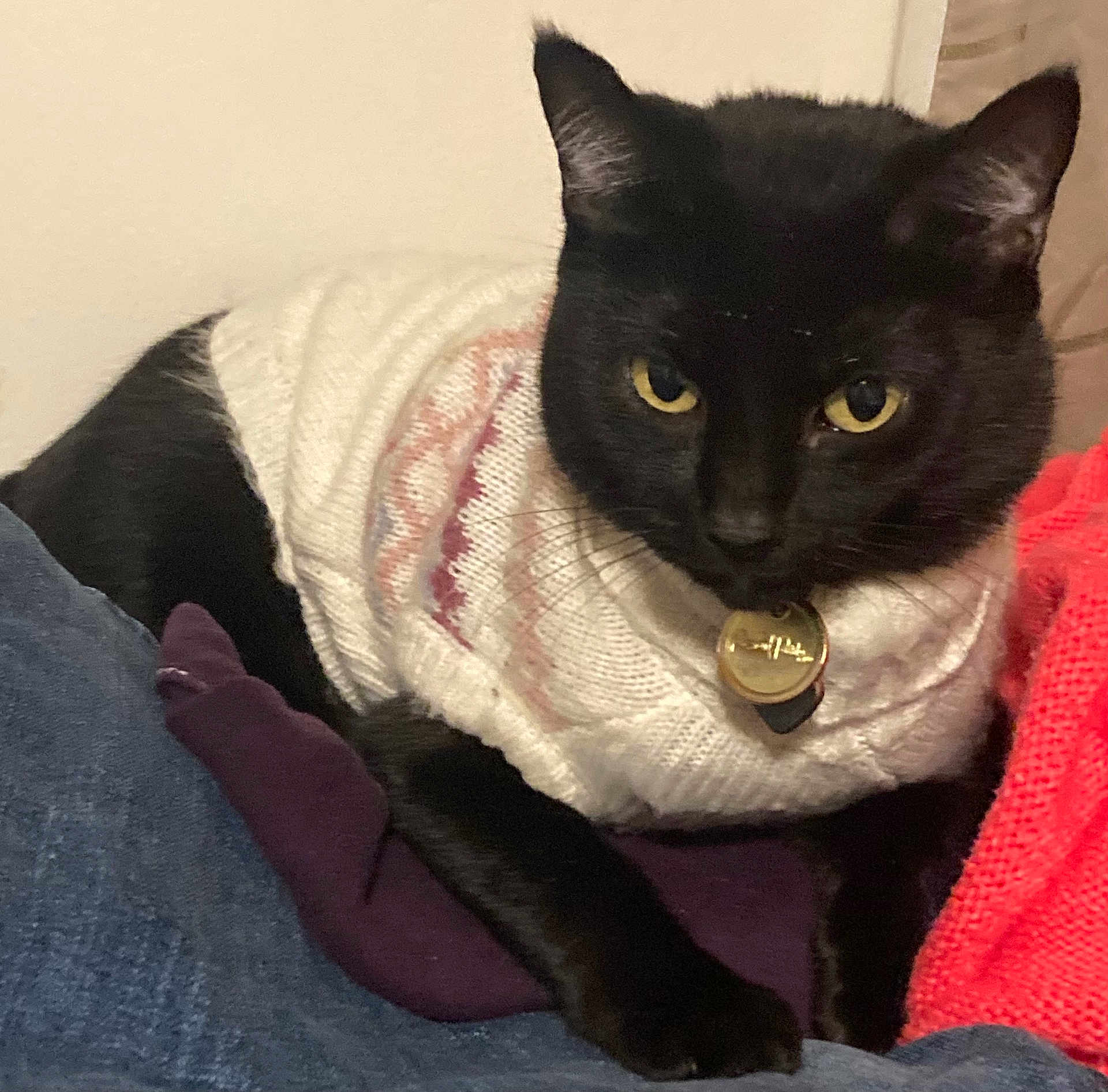 Nala joined the competition — help win amazing prizes! black_cat, cat, pet, animal, feline, sweater, knitted, yellow_eyes, indoor, resting, cozy, fabric, textile, closeup, cute, domestic_animal, portrait, fur, collar, relaxed