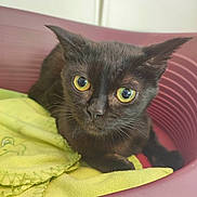 Yoda a rejoint le concours — aidez-le/la à gagner de superbes lots ! cat, black_cat, pet_bed, yellow_blanket, wide_eyes, indoor, feline, curious, whiskers, ears, animal, domestic_animal, close_up, resting, looking, cute, fur, soft_texture, cozy, pink_bed