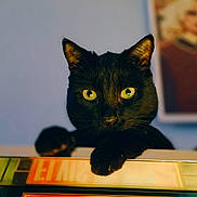 Wally joined the competition — help win amazing prizes! black_cat, cat, pet, animal, yellow_eyes, curious, portrait, indoor, feline, close_up, whiskers, ears, face, paw, looking, cute, domestic_animal, mystery, blurred_background, soft_light