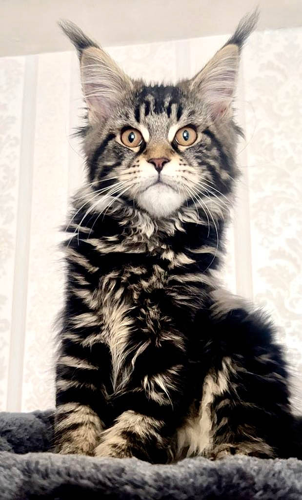 Nikki a rejoint le concours — aidez-le/la à gagner de superbes lots ! art, carnivore, cat, claw, domestic_short_haired_cat, drawing, felidae, fur, illustration, monochrome_photography, paw, photo_caption, sitting, small_to_medium_sized_cats, snout, tail, terrestrial_animal, whiskers, wildlife, window