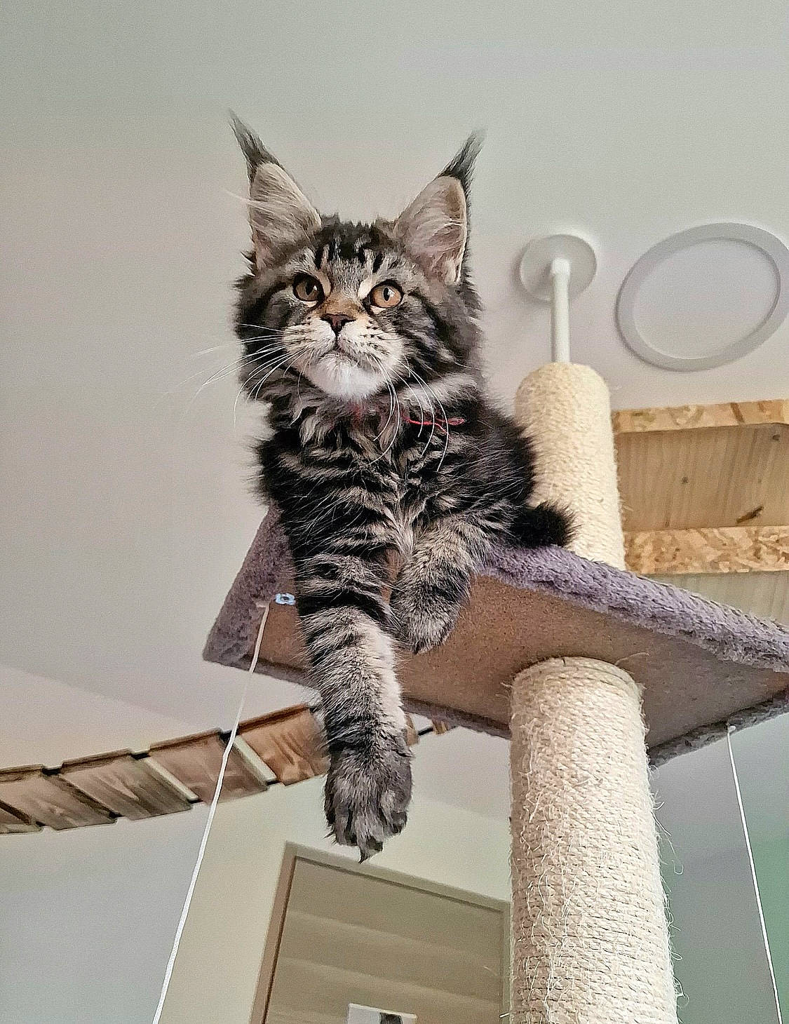 Nikki participe au concours pour gagner de l'argent avec cette photo : carnivore, cat, domestic_short_haired_cat, felidae, fur, grey, paw, sitting, small_to_medium_sized_cats, snout, tail, terrestrial_animal, tree, whiskers, window, wood