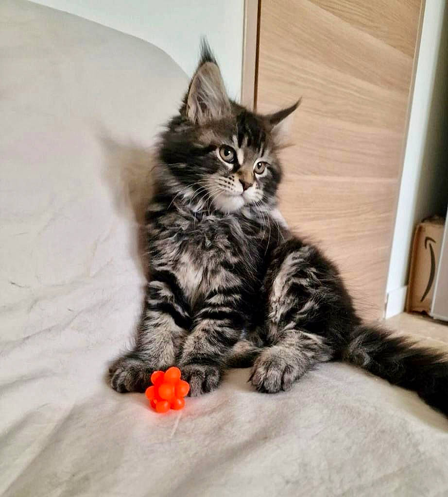 Nikki participe au concours pour gagner de l'argent avec cette photo : carnivore, cat, claw, comfort, domestic_short_haired_cat, felidae, flooring, fur, grey, paw, plant, sitting, small_to_medium_sized_cats, snout, tail, whiskers, wood