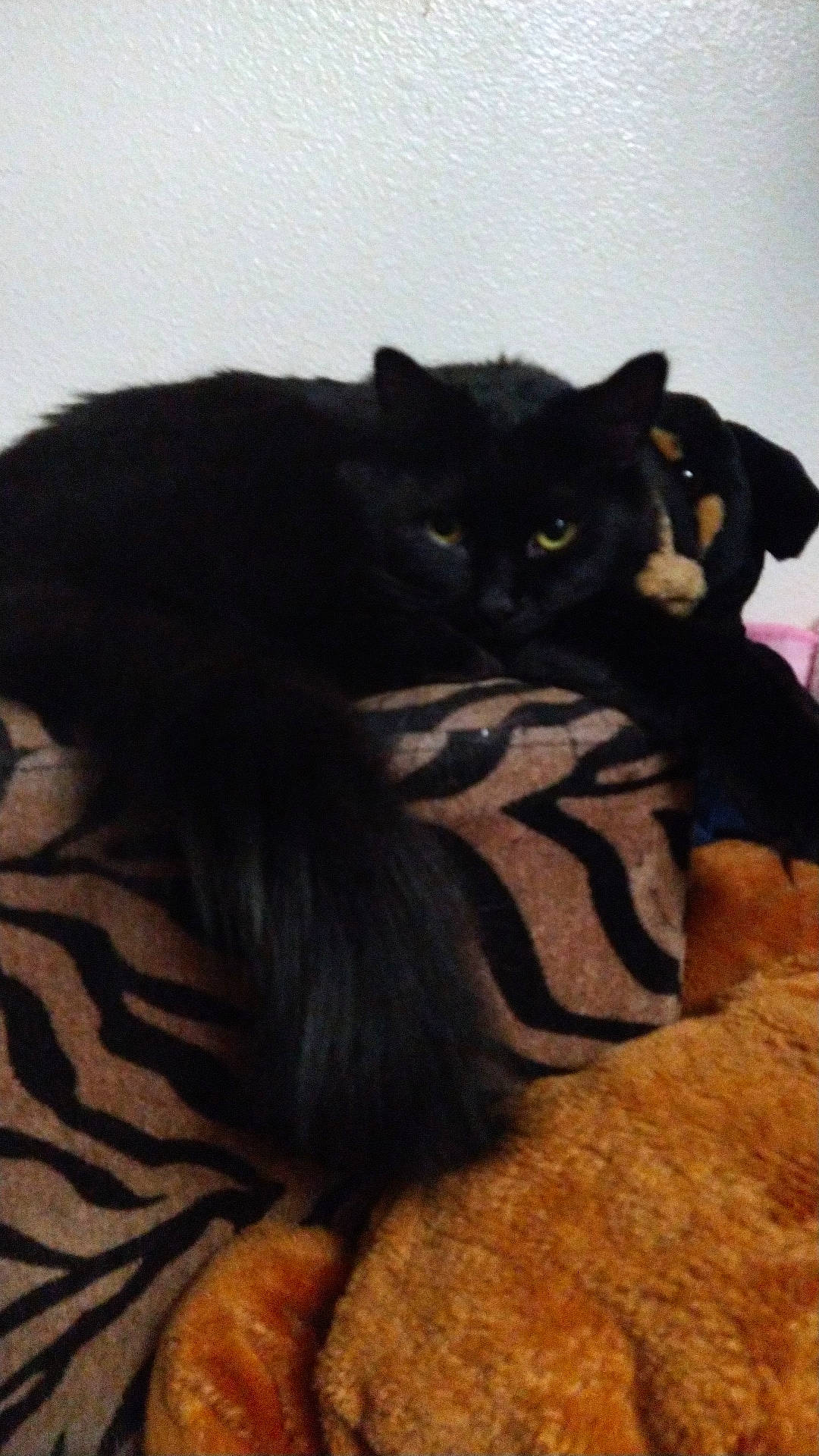 Boo is registered to the contest to win money with this photo: black_cat, bombay, carnivore, cat, cat_supply, claw, comfort, domestic_short_haired_cat, felidae, fur, paw, shadow, sitting, small_to_medium_sized_cats, snout, tail, terrestrial_animal, whiskers