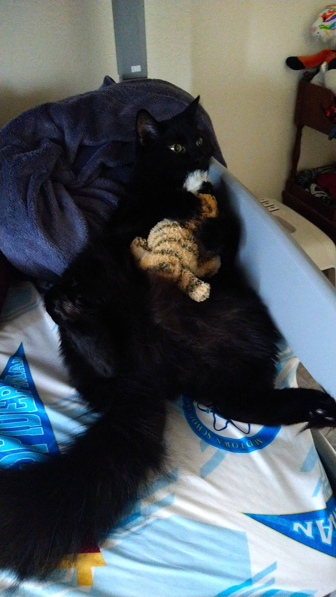 Boo is registered to the contest to win money with this photo: bag, bed, black_cat, blue, bombay, carnivore, cat, claw, comfort, dog_breed, domestic_short_haired_cat, electric_blue, felidae, fur, gesture, linens, small_to_medium_sized_cats, snout, tail, whiskers