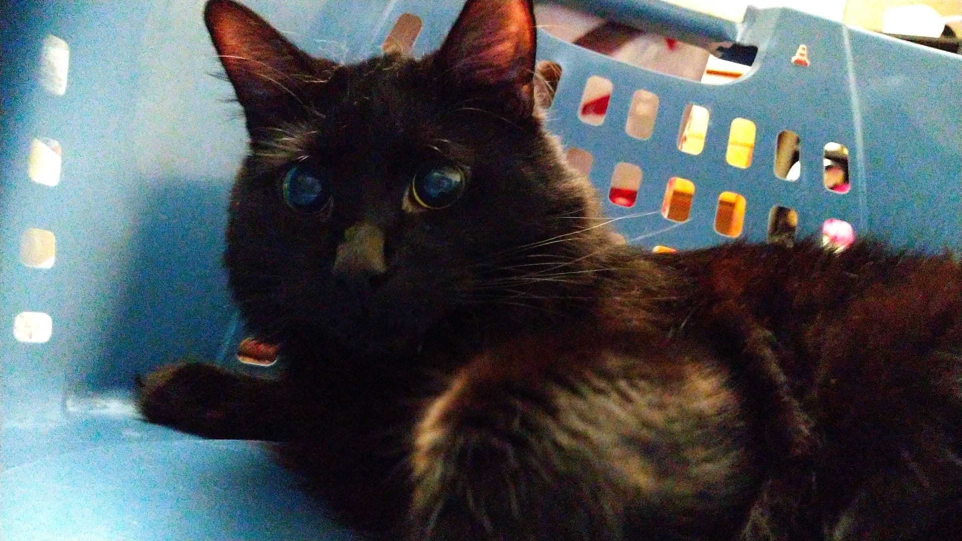 Boo is registered to the contest to win money with this photo: black_cat, bombay, box, brown, carnivore, cat, claw, domestic_short_haired_cat, felidae, fur, paw, small_to_medium_sized_cats, snout, tail, terrestrial_animal, whiskers, window