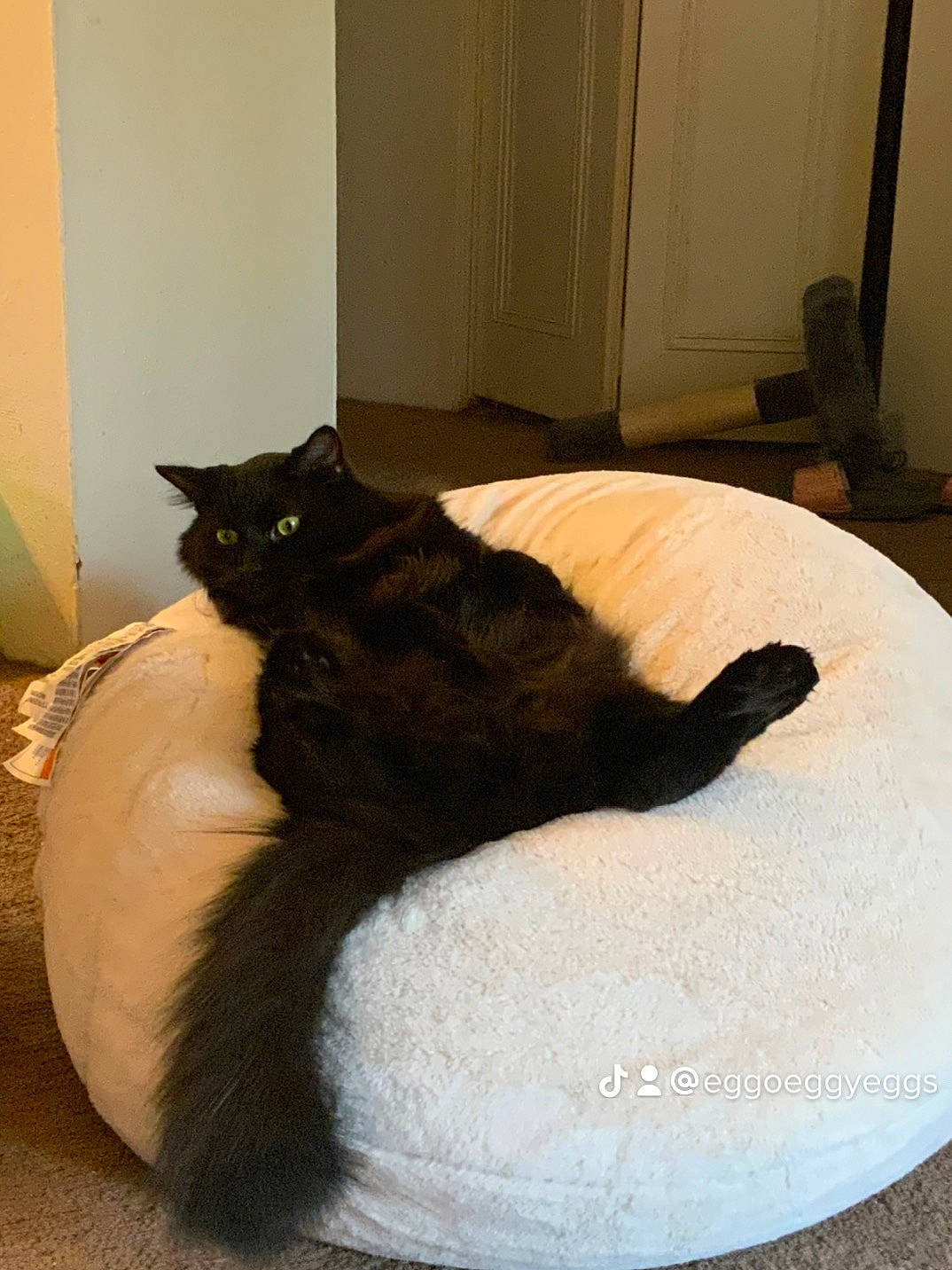 Boo is registered to the contest to win money with this photo: bed, black_cat, carnivore, cat, cat_bed, cat_supply, comfort, domestic_short_haired_cat, door, felidae, flooring, fur, hardwood, linens, pet_supply, room, small_to_medium_sized_cats, tail, whiskers, wood