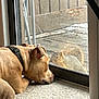 candid, carpet, closeup, curious, dog, face, glass, harness, indoor, nose, outdoor, patio, pet, reflection, resting, sliding_door, squirrel, wildlife, window, wooden_deck