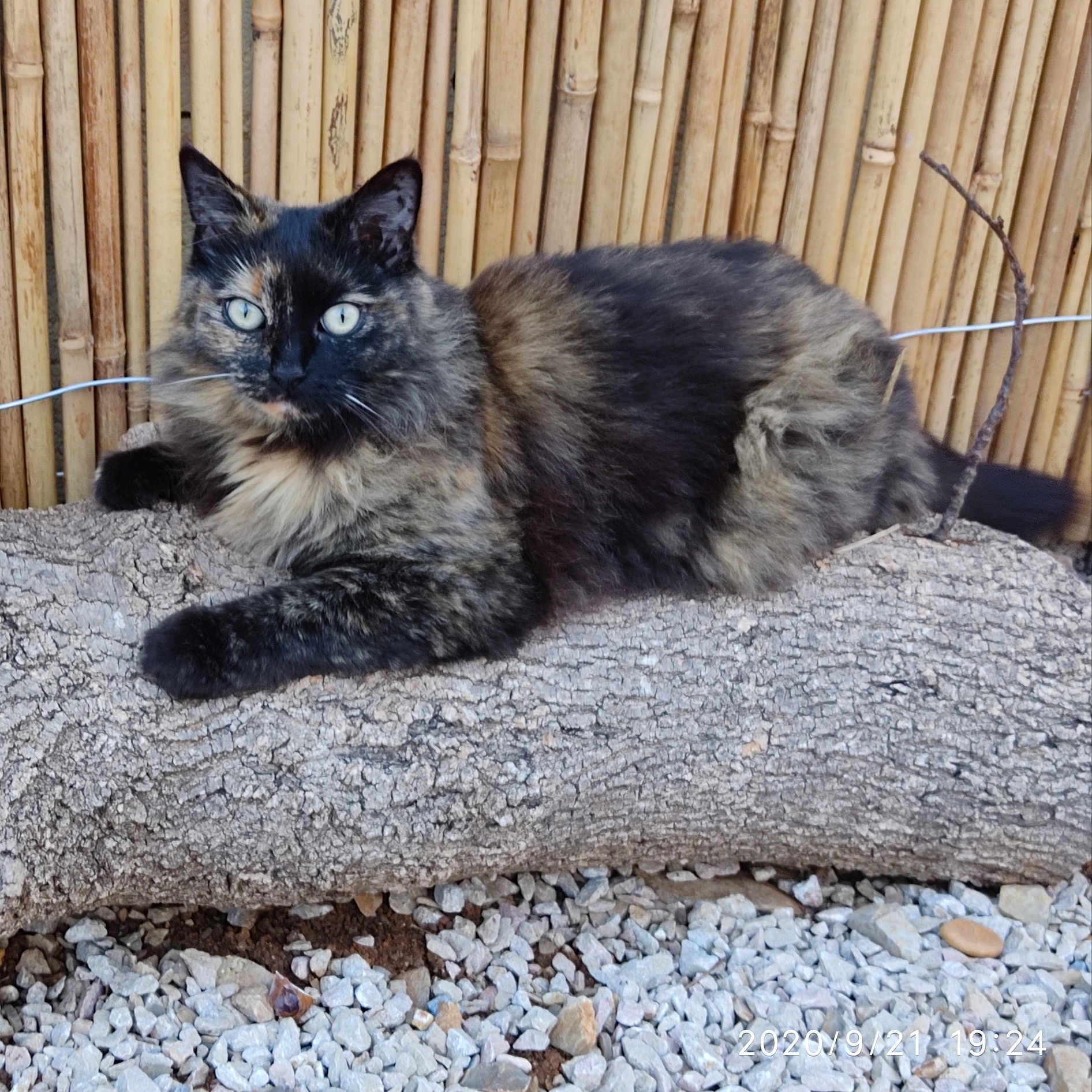 Caramel participe au concours pour gagner de l'argent avec cette photo : abyssinian, animal, brasssection, cat, couch, den, furniture, gravel, horn, indoors, kitten, manx, pebble, pet, road, rock, rubble, siamese, slate, wood