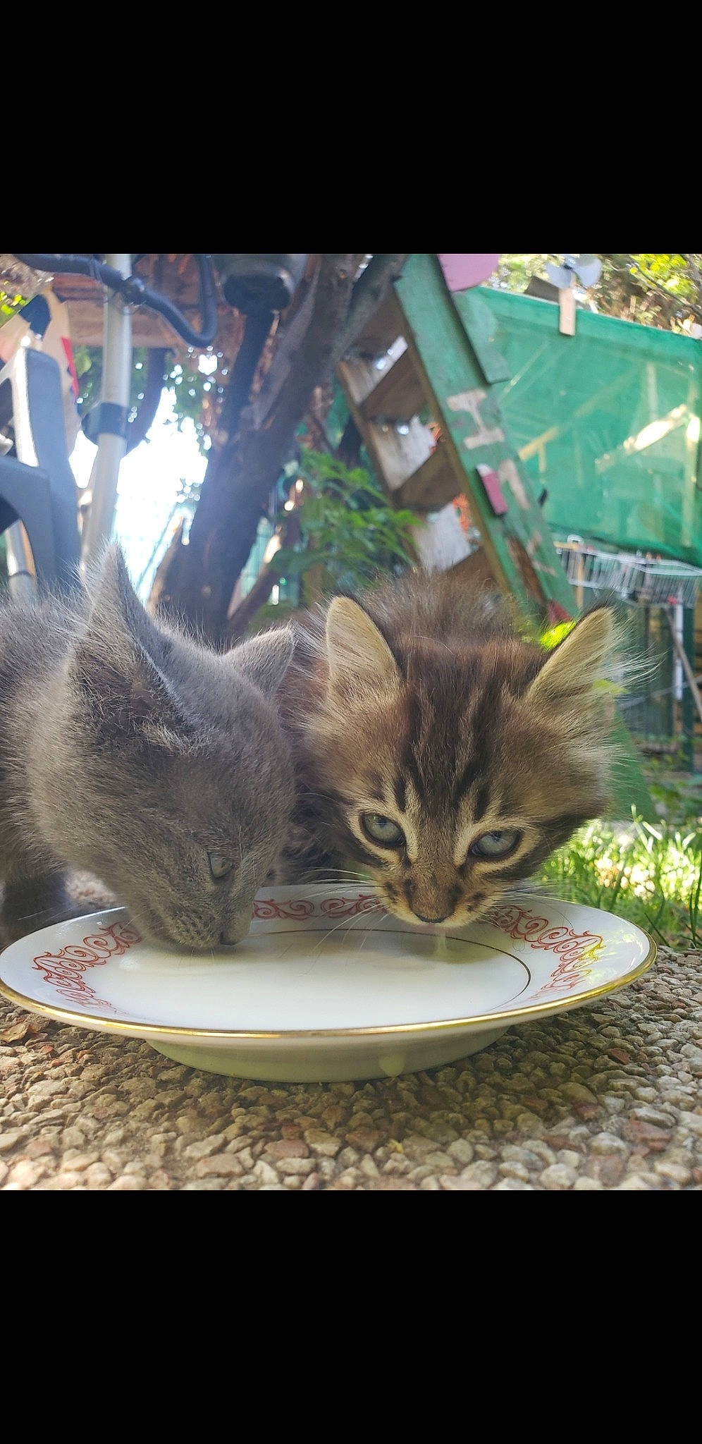 Haiku a rejoint le concours — aidez-le/la à gagner de superbes lots ! carnivore, cat, cat_furniture, cat_supply, claw, domestic_short_haired_cat, felidae, fur, grass, photo_caption, plant, serveware, small_to_medium_sized_cats, snout, tail, terrestrial_animal, tree, whiskers, wildlife, window