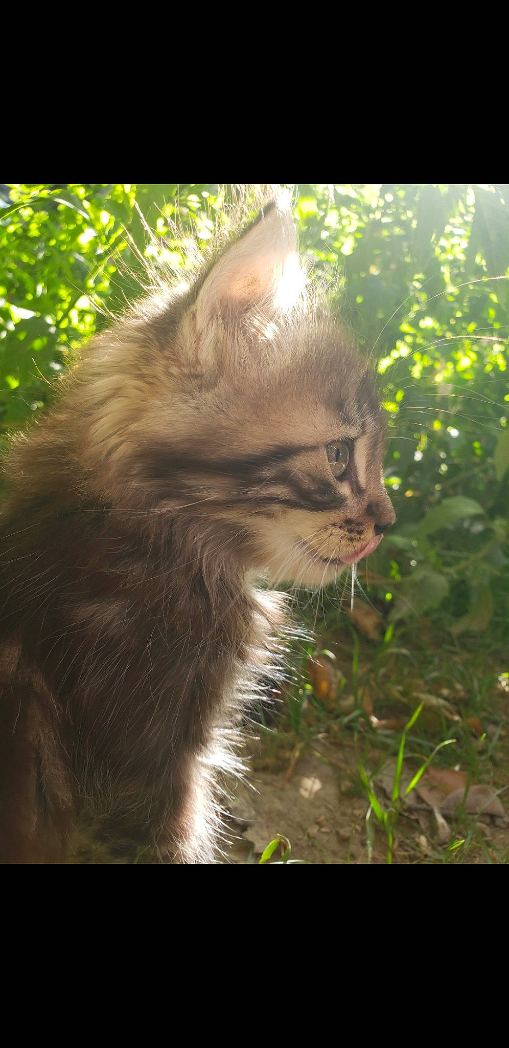 Haiku a rejoint le concours — aidez-le/la à gagner de superbes lots ! carnivore, cat, domestic_short_haired_cat, fawn, felidae, fur, grass, morning, plant, small_to_medium_sized_cats, tail, terrestrial_animal, tree, whiskers, wildlife, wood