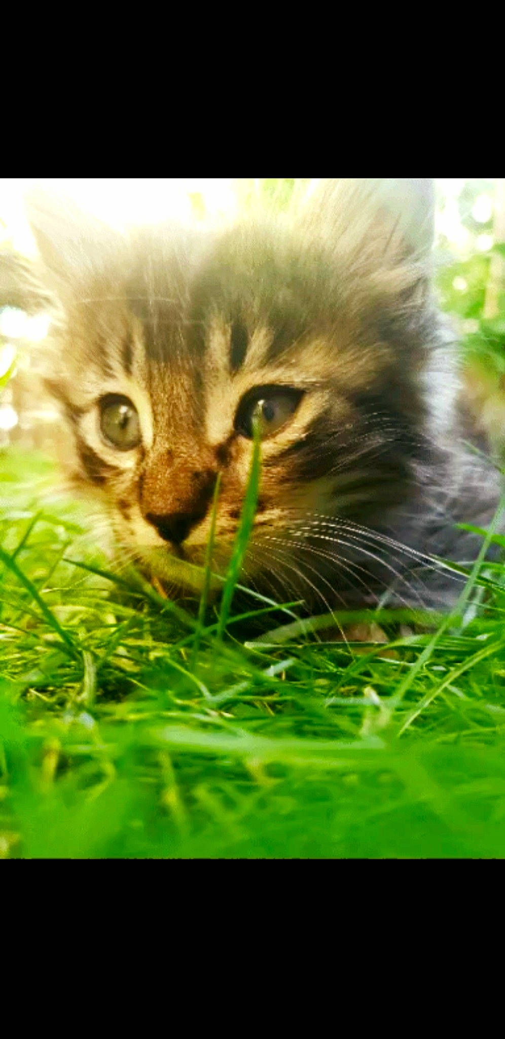 Haiku a rejoint le concours — aidez-le/la à gagner de superbes lots ! carnivore, cat, domestic_short_haired_cat, fawn, felidae, fur, grass, photo_caption, plant, small_to_medium_sized_cats, terrestrial_animal, whiskers, wildlife