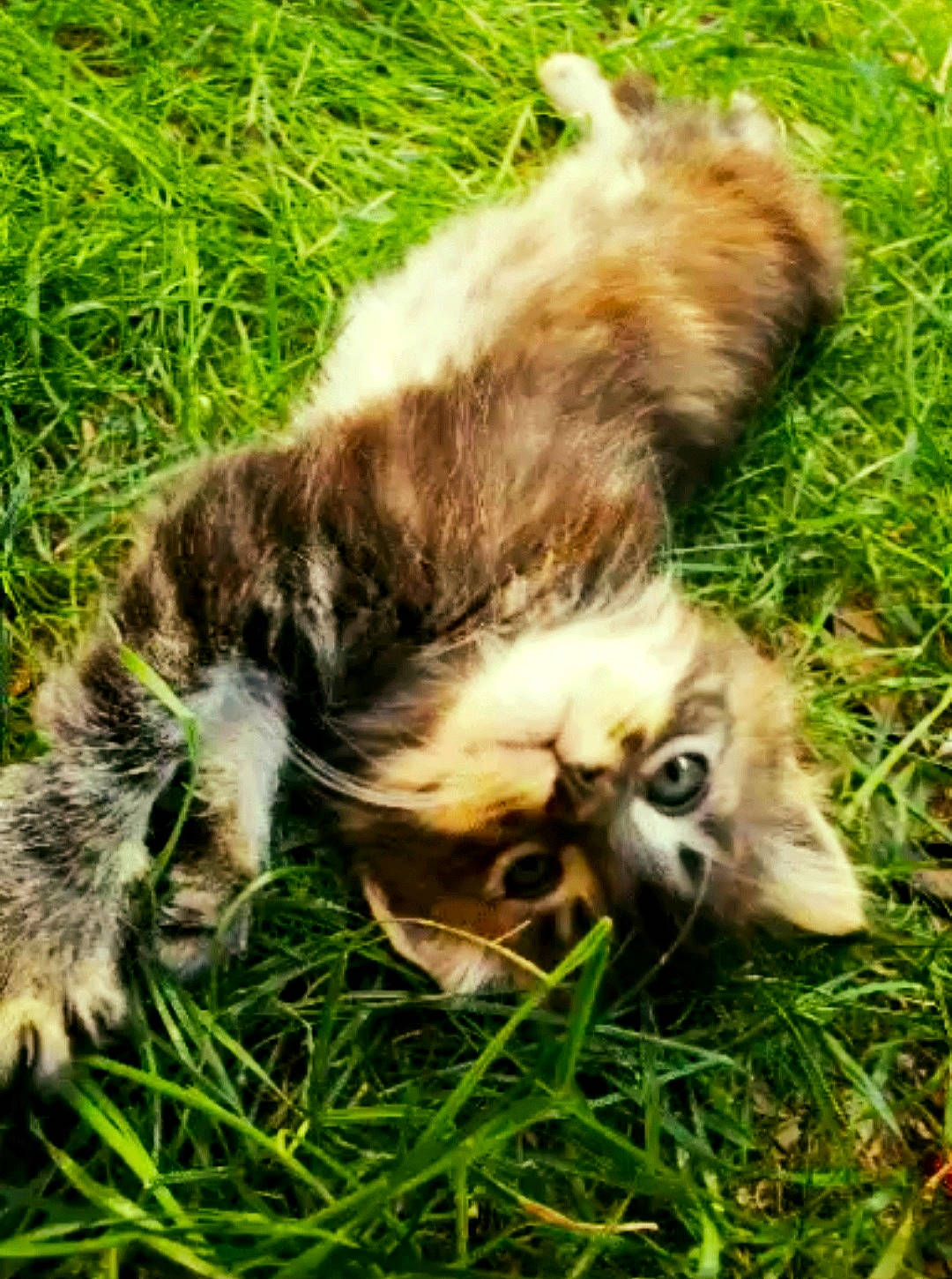 Haiku participe au concours pour gagner de l'argent avec cette photo : canidae, carnivore, cat, claw, companion_dog, dog_breed, domestic_short_haired_cat, fawn, felidae, fur, grass, paw, plant, small_to_medium_sized_cats, tail, terrestrial_animal, whiskers, wildlife