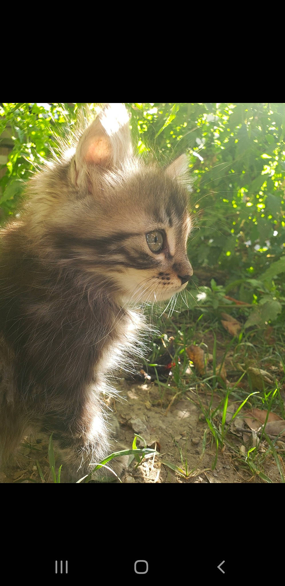 Haiku participe au concours pour gagner de l'argent avec cette photo : carnivore, cat, domestic_short_haired_cat, fawn, felidae, fur, grass, herb, natural_landscape, photo_caption, plant, shrub, small_to_medium_sized_cats, snout, soil, tail, terrestrial_animal, whiskers, wildlife