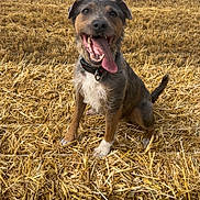 Bruce is registered to the contest to win money with this photo: dog, canine, animal, pet, straw, field, outdoor, nature, happy, tongue_out, sitting, collar, brown_fur, white_paws, ears, tail, grass, sky, rural, farm