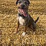 animal, brown_fur, canine, collar, dog, ears, farm, field, grass, happy, nature, outdoor, pet, rural, sitting, sky, straw, tail, tongue_out, white_paws