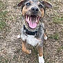 Bruce is registered to the contest to win money with this photo: dog, happy, tongue_out, grass, outdoor, pet, canine, playful, smiling, fur, collar, ears, mouth_open, brown, white, black, animal, cheerful, paw, friendly