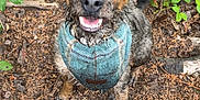 Bruce joined the competition — help win amazing prizes! dog, muddy, bandana, outdoor, forest, leaves, dirt, tail, happy, animal, pet, canine, nature, ground, snout, ears, eyes, playful, wood, smile