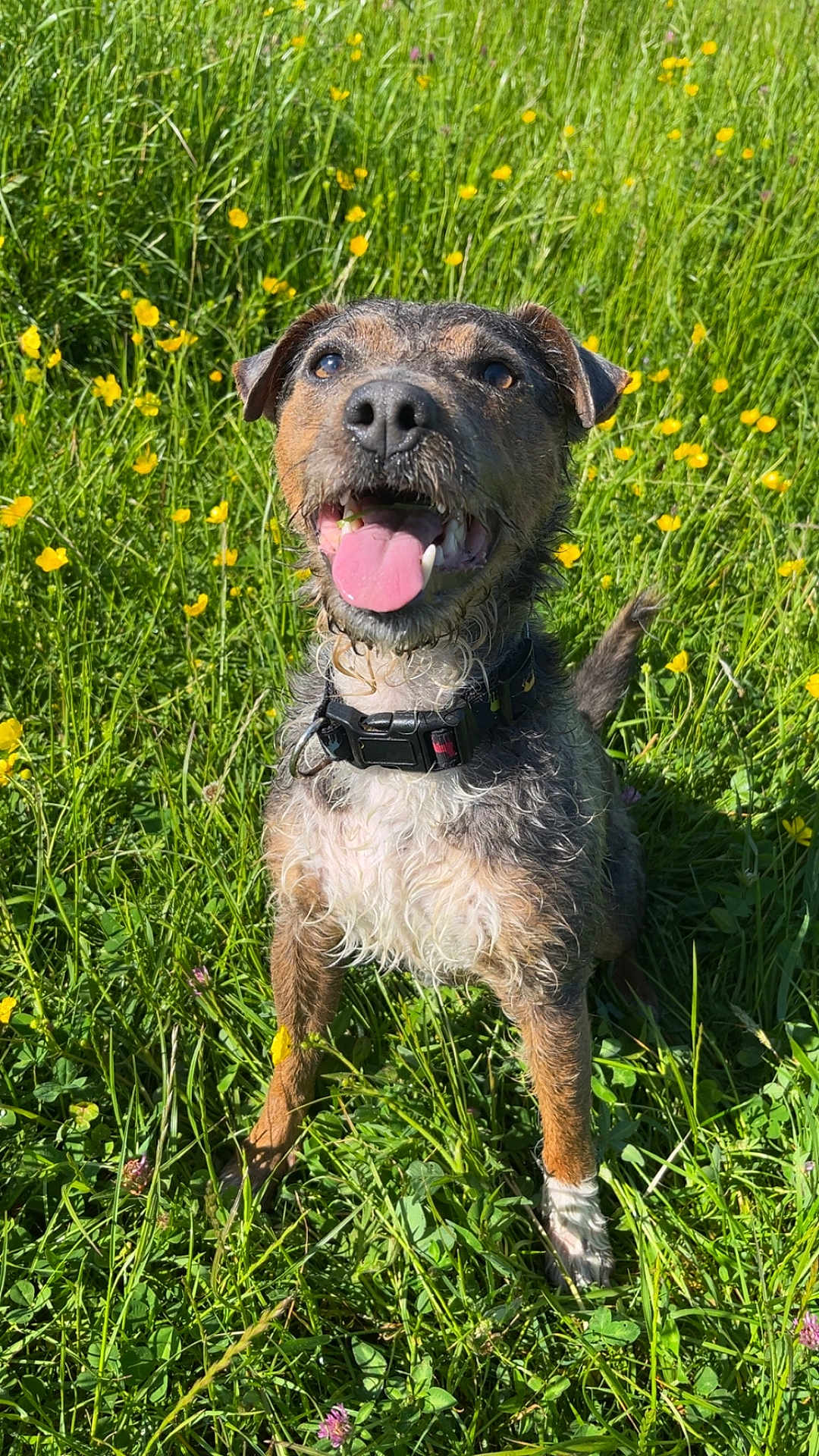 Bruce joined the competition — help win amazing prizes! dog, animal, grass, flowers, outdoor, nature, pet, happy, tongue_out, collar, sunlight, greenery, summer, meadow, canine, playful, wet_fur, field, close_up, daytime