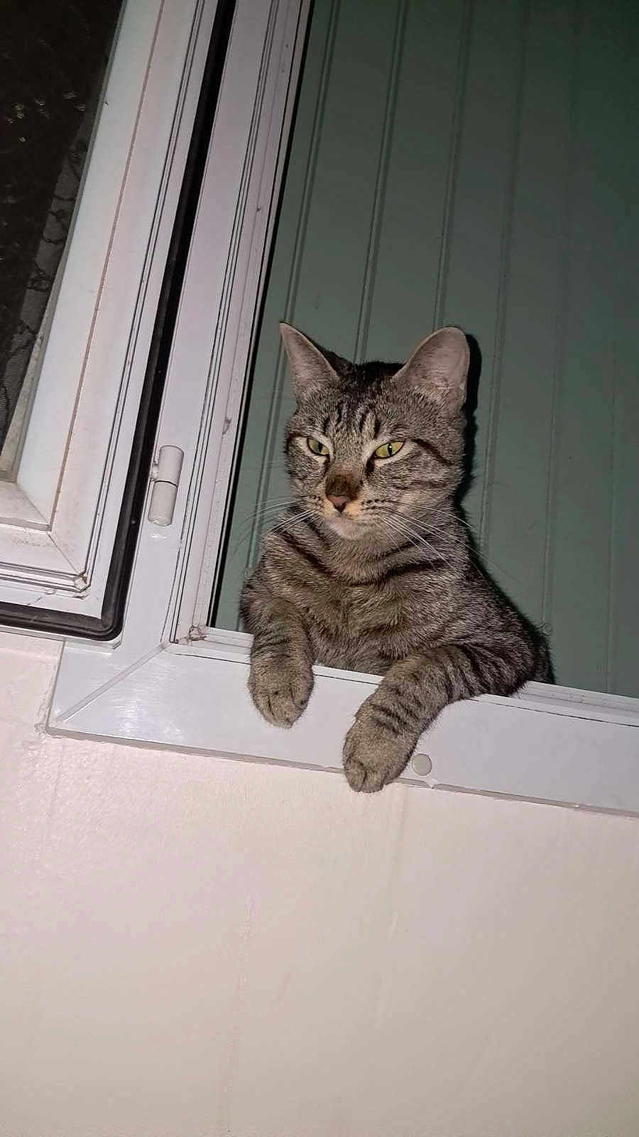 Tigrou participe au concours pour gagner de l'argent avec cette photo : cat, tabby, window, windowsill, indoor, pet, feline, curious, green_wall, white_frame, striped_fur, paws, looking_out, animal, domestic_cat, face, ears, whiskers, night, house
