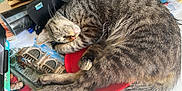 Tigrou participe au concours pour gagner de l'argent avec cette photo : cat, tabby_cat, sleeping, cap, red, desk, papers, photograph, clutter, indoor, fur, whiskers, relaxation, pet, cozy, animal, closeup, resting, curled_up, nap