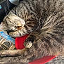 cat, tabby_cat, sleeping, cap, red, desk, papers, photograph, clutter, indoor, fur, whiskers, relaxation, pet, cozy, animal, closeup, resting, curled_up, nap
