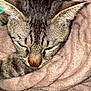 Tigrou participe au concours pour gagner de l'argent avec cette photo : cat, tabby_cat, close_up, sleepy, resting, fur, whiskers, ears, pink_blanket, soft_texture, cozy, indoor, pet, animal, feline, relaxed, cute, domestic_cat, mammal, comfort