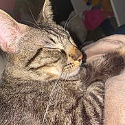 Tigrou participe au concours pour gagner de l'argent avec cette photo : cat, tabby, sleeping, close_up, whiskers, fur, striped, pet, cozy, blanket, indoor, animal, relaxing, cute, mammal, feline, resting, domestic, soft, nap