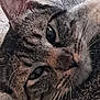 Tigrou participe au concours pour gagner de l'argent avec cette photo : cat, tabby, close_up, whiskers, sleepy, cozy, blanket, fur, pet, animal, relaxed, indoor, resting, face, cute, mammal, laying, soft, comfort, domestic_cat