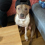 Mila a rejoint le concours — aidez-le/la à gagner de superbes lots ! brown_dog, cap, casual_clothing, couch, cozy, dog, floor, furniture, hat, home, indoor, living_room, looking_up, person, pet, relaxed, seated, table, white_chest, wooden_floor