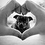 dog, pet, hands, heart_shape, black_and_white, portrait, close_up, framing, love, cute, outdoor, shallow_depth_of_field, focused, eyes, ears, nose, centered, animal, bokeh, monochrome