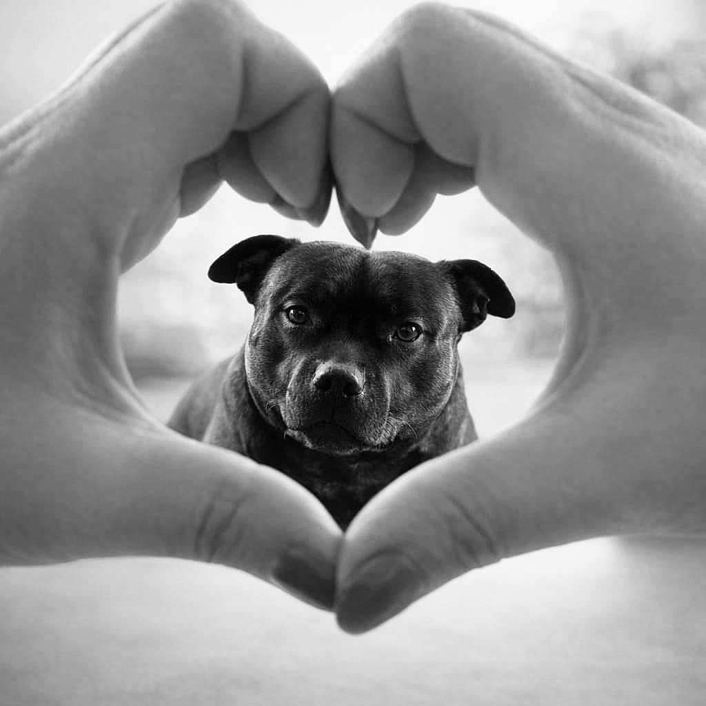 Mylow a rejoint le concours — aidez-le/la à gagner de superbes lots ! animal, black_and_white, bokeh, centered, close_up, cute, dog, ears, eyes, focused, framing, hands, heart_shape, love, monochrome, nose, outdoor, pet, portrait, shallow_depth_of_field