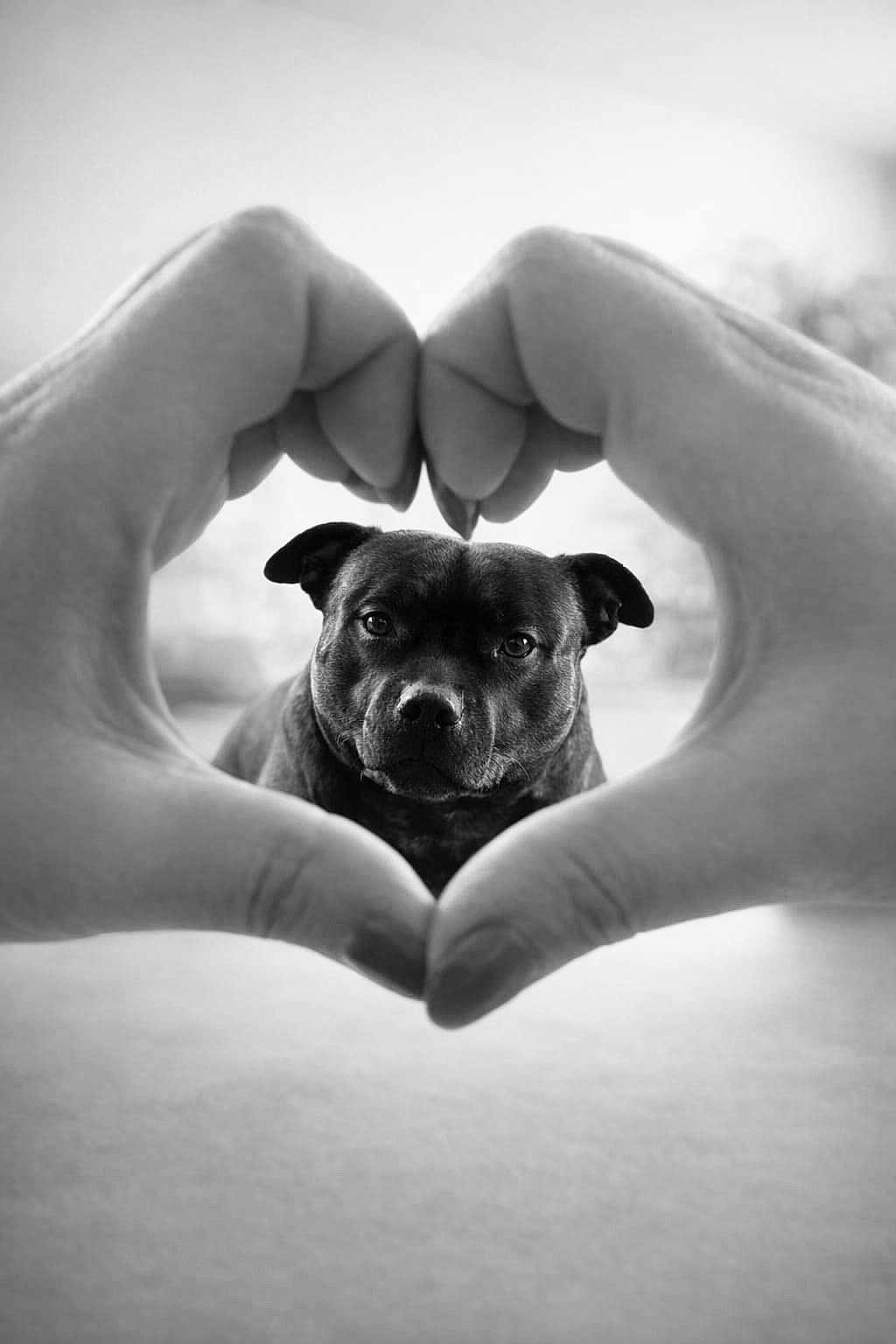 Mylow a rejoint le concours — aidez-le/la à gagner de superbes lots ! dog, pet, hands, heart_shape, black_and_white, portrait, close_up, framing, love, cute, outdoor, shallow_depth_of_field, focused, eyes, ears, nose, centered, animal, bokeh, monochrome