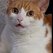 Clover joined the competition — help win amazing prizes! cat, orange_and_white, wide_eyes, surprised_expression, pet, feline, indoor, close_up, whiskers, fur, cute, animal, domestic, portrait, resting, alert, face, ears, pink_nose, mouth_open