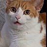 cat, orange_and_white, wide_eyes, surprised_expression, pet, feline, indoor, close_up, whiskers, fur, cute, animal, domestic, portrait, resting, alert, face, ears, pink_nose, mouth_open