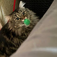 Max is registered to the contest to win money with this photo: animal, carpet, cat, close_up, curious, cute, domestic_cat, ears, fluffy, fur, furniture, green_ball, indoor, looking_up, pet, playful, tabby, toy, whiskers, wide_eyes