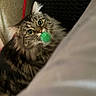 animal, carpet, cat, close_up, curious, cute, domestic_cat, ears, fluffy, fur, furniture, green_ball, indoor, looking_up, pet, playful, tabby, toy, whiskers, wide_eyes
