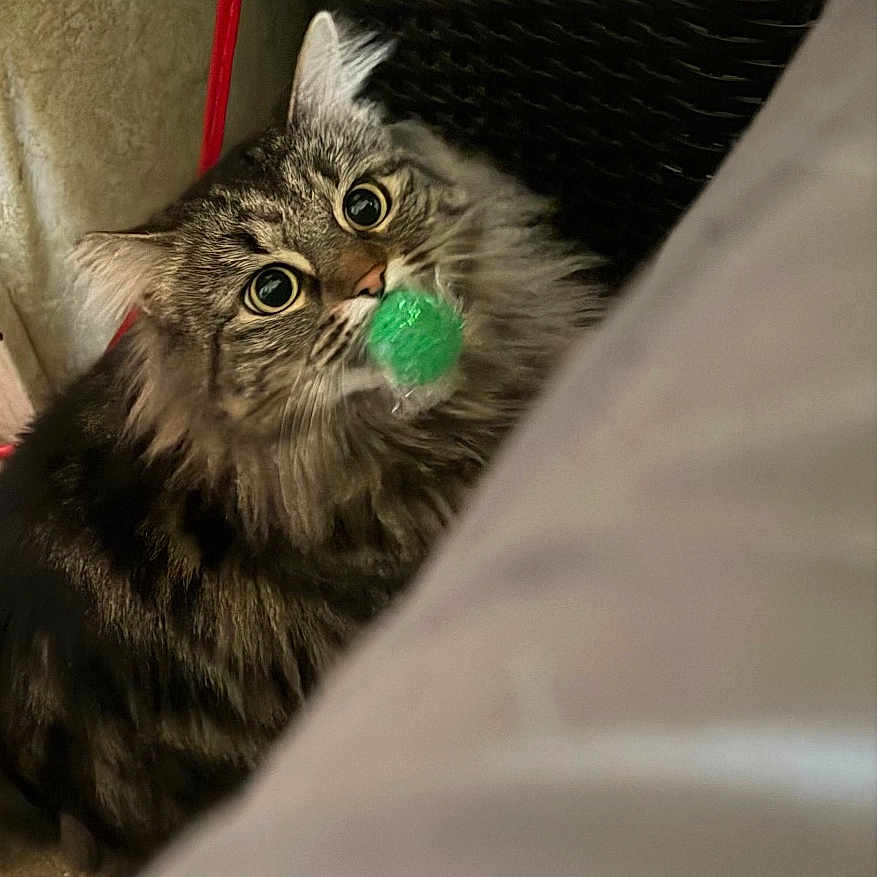 Max