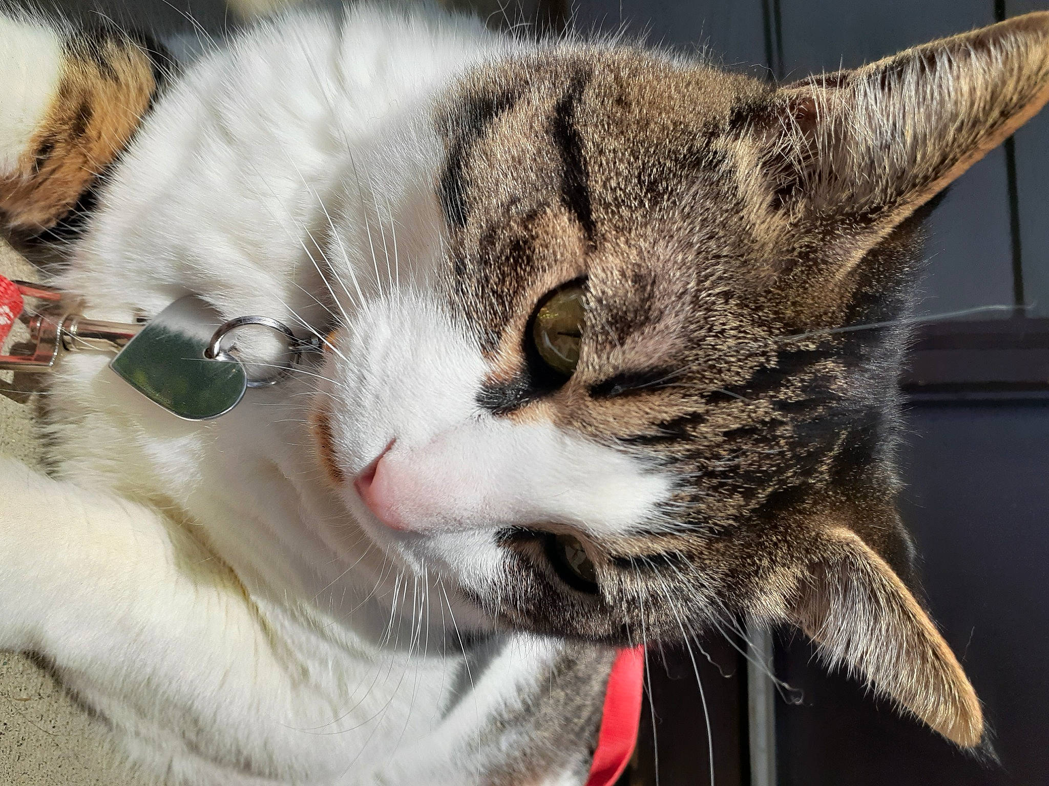 Kai joined the competition — help win amazing prizes! aegean_cat, american_shorthair, american_wirehair, asian, carnivore, cat, close_up, domestic_short_haired_cat, dragon_li, european_shorthair, eye, felidae, fur, kitten, mammal, nose, small_to_medium_sized_cats, snout, tabby_cat, whiskers