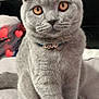 abyssinian, accessories, animal, blanket, cat, collar, couch, cushion, face, furniture, head, homedecor, indoors, jewelry, kitten, linen, manx, necklace, pet, strap