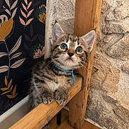 Mouni a rejoint le concours — aidez-le/la à gagner de superbes lots ! kitten, cat, tabby, blue_eyes, collar, wooden_beam, paw, fluffy, indoor, wallpaper, floral_pattern, stone_wall, curious, cute, pet, animal, small, young, floor, domestic