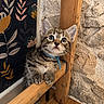 kitten, cat, tabby, blue_eyes, collar, wooden_beam, paw, fluffy, indoor, wallpaper, floral_pattern, stone_wall, curious, cute, pet, animal, small, young, floor, domestic