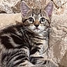 Mouni participe au concours pour gagner de l'argent avec cette photo : kitten, tabby, cat, feline, pet, animal, cute, whiskers, fur, striped, indoor, resting, soft, blanket, cozy, young, eyes, ears, portrait, curious
