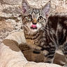 Mouni a rejoint le concours — aidez-le/la à gagner de superbes lots ! kitten, cat, tabby, tongue_out, pet_bed, indoor, stone_wall, curious, young_cat, feline, whiskers, ears, fur, cute, animal, mammal, closeup, portrait, playful, domestic_cat
