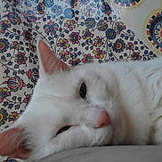 Snowflake joined the competition — help win amazing prizes! animal, cat, closeup, cozy, curtain, daylight, domestic_cat, ears, face, feline, floral_pattern, fluffy, indoor, pet, pink_nose, relaxed, resting, sleepy, white_cat, window